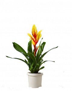 Вриезия Карли желтая 12/40 см