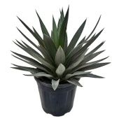 Агава американская 26/55 см Агава американская 26/55 см