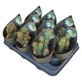 Кактус Цереус Перувианус d10.5 см h12.5 см