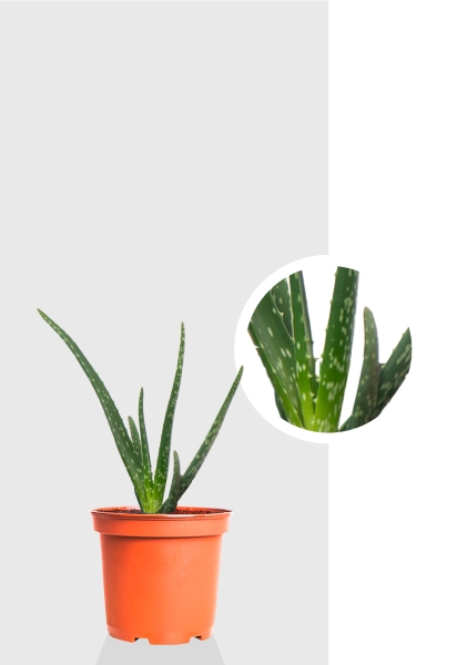 Алоэ Вера 12/30 см