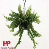 Эсхинантус Твистер Xl d15 см h35 см