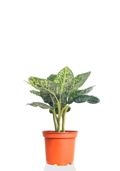 Диффенбахия Рефлектор 14/50 см