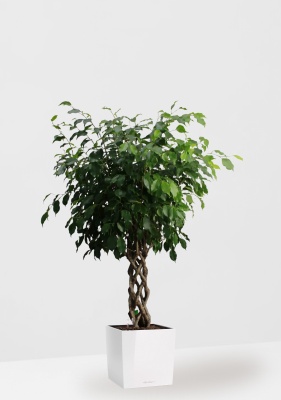 Фикус Бенджамина Экзотика цилиндр 27/120 см в CUBE 30 Фикус Бенджамина Экзотика цилиндр 27/120 см в CUBE 30
