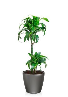 Драцена Дорадо 2 ствола 19/100 см в CLASSICO LS 28, антрацитовый металлик