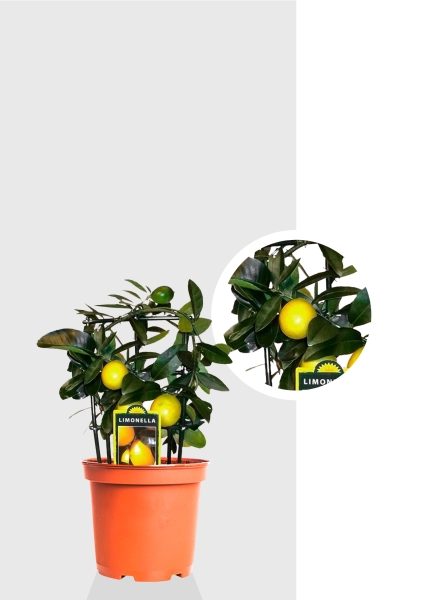 Цитрус Лимон на решетке 12/30 см