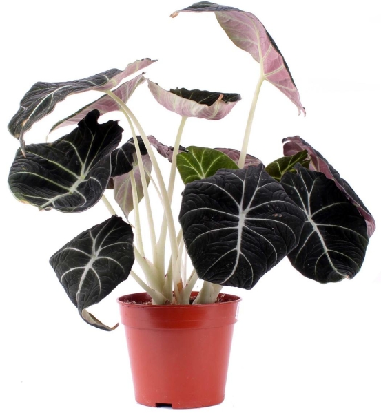 Алоказия Блэк Вельвет 15/30 см