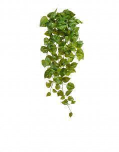 Потос Ауреум ампельный