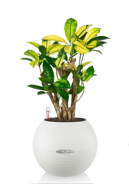 Кротон Миссис Айстон в PURO 20