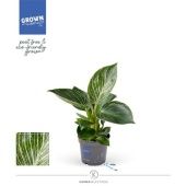 Филодендрон White Stripe d9 см h25 см