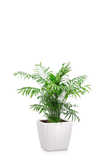 Хамедорея 23/90 см в QUADRO LS 28