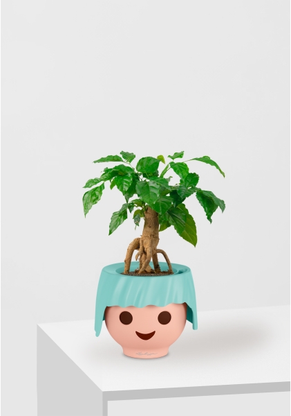 Радермахера бонсай 12/30 см в OJO