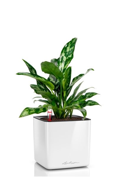 Аглаонема Мария 15/35 в CUBE GLOSSY 16