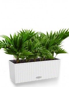 Ливистона Cottage 50