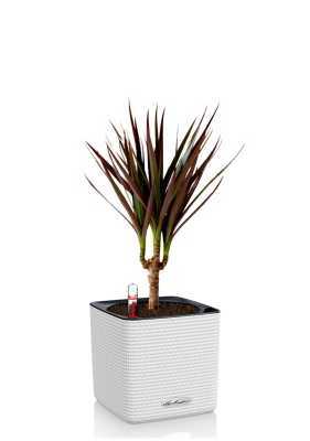 Драцена Маргината Маджента 1 ствол 12/40 см в CUBE COLOR 14, белый