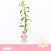 Дендробиум Nobile Apollon 1 ствол белый d12 см h65 см тип 2