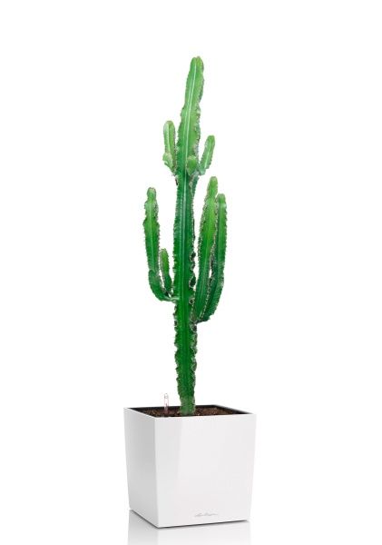 Эуфорбия 19/110 см в CUBE 30 Эуфорбия 19/110 см в CUBE 30