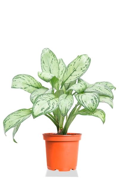 Аглаонема Мария Кристина 14/40 см