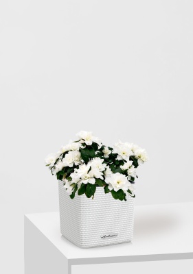 Азалия индика белая 12/25 см в CUBE Color 14