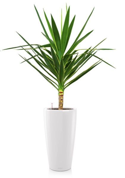 Юкка Пак в RONDO 32