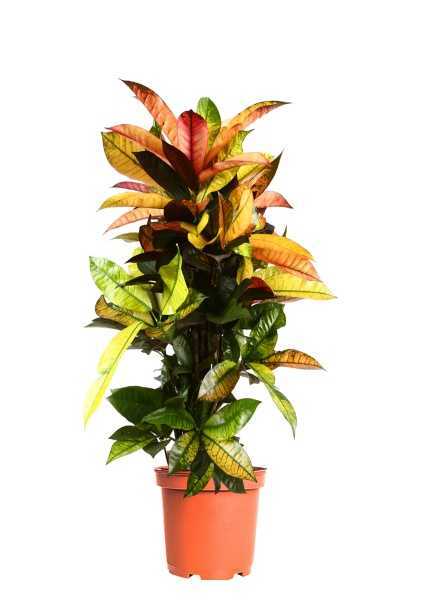 Кротон Кодиеум Манго бранч d30 см h140 см