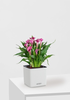 Калла микс 12/35 см в CUBE COLOR 14, белый