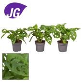 Монстера Monkey d7 см h20 см