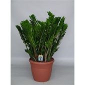 Замиокулькас Замиофолия 15+ веток d37 см h110 см