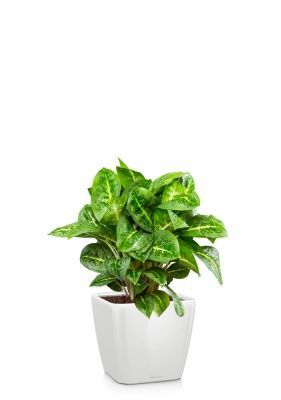 Аглаонема Лемон Минт 19/50 см в QUADRO LS 28, белый блестящий Аглаонема Лемон Минт 19/50 см в QUADRO LS 28, белый блестящий