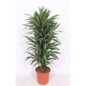 Драцена Варнески бранч разветвленная d30 см h150 см тип 1