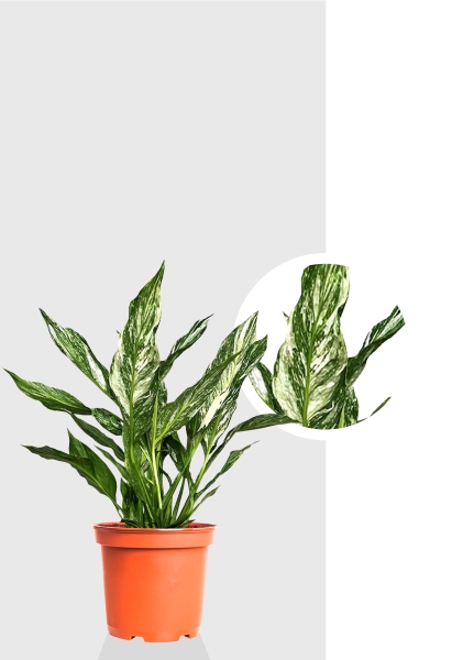 Спатифиллум вариегатный (без соцветий) 12/40 см