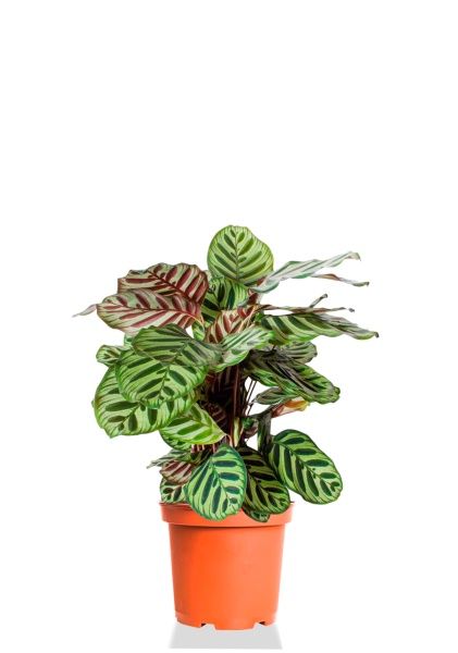 Калатея Макояна 14/45 см Калатея Макояна 14/45 см