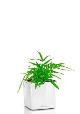 Папоротник Птерис 12/30 см в CUBE GLOSSY 14, белый блестящий