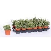 Рипсалис Бацифера Horrida d9 см h20 см