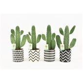 Опунция Rubescens Consolea d13 см h35 см тип 2