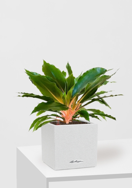 Хлорофитум Фаер Флеш в CANTO STONE 14