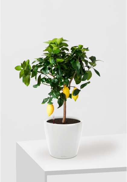 Цитрус Лимон 21/80 см в CLASSICO LS 28 Цитрус Лимон 21/80 см в CLASSICO LS 28