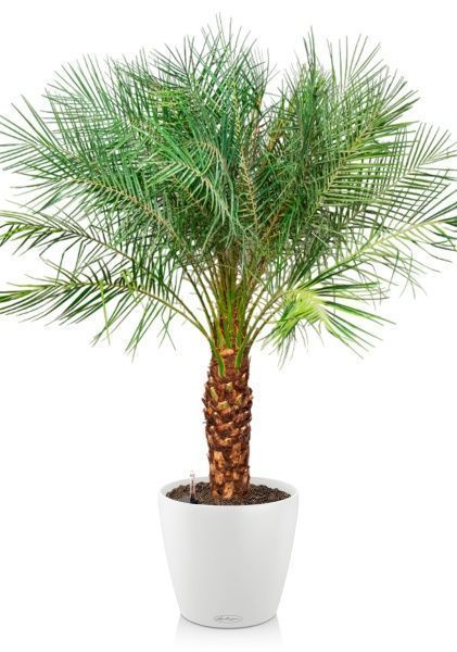 Финиковая пальма Робилини в CLASSICO COLOR 43 Финиковая пальма Робилини в CLASSICO COLOR 43