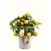 Цитрус Красный Лайм d15 см h45 см