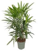 Рапис Excelsa d24 см h80 см Рапис Excelsa d24 см h80 см