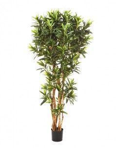 Кротон Голдфингер Рефлекса