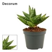 Сансевиерия Rocky Crown (decorum) d6 см h10 см