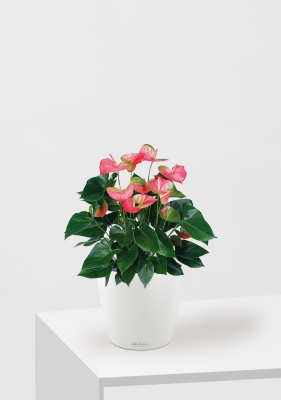 Антуриум Свитхард Пинк 17/60 см в CLASSICO COLOR 21 Антуриум Свитхард Пинк 17/60 см в CLASSICO COLOR 21