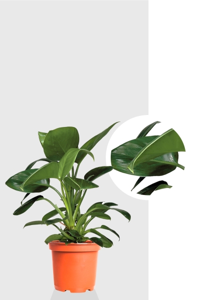 Филодендрон Грин Принцесс 17/60 см