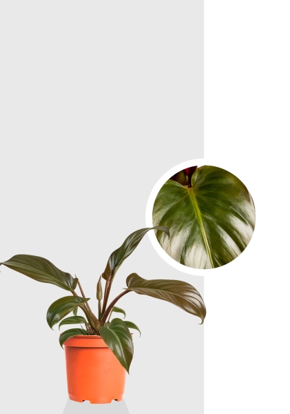 Филодендрон Florida Bronze d12 см h25 см