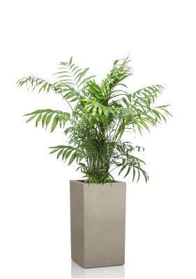 Хамедорея Элеганс 24/120 см в CANTO STONE HIGH 30, светло-бежевый