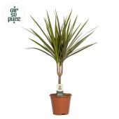 Драцена Маргината 1 ствол d14 см h55 см тип 2