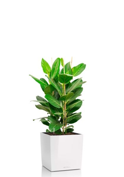 Фикус Бенгальский 3 ствола 27/90 см в CUBE 30