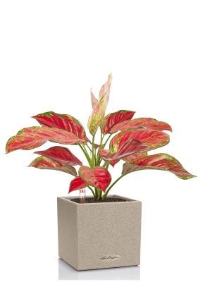 Аглаонема Корал Ред в CANTO STONE 14, светло-бежевый Аглаонема Корал Ред в CANTO STONE 14, светло-бежевый