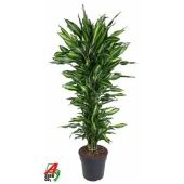 Драцена Чинто бранч d31 см h140 см тип 1