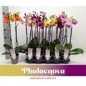 Фаленопсис 2 ствола Mix 12+ (phalaenova) d12 см h60 см тип 2